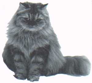 [Longhaired cat]