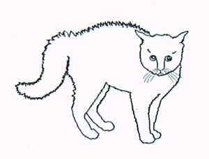 [Frightened Cat]
