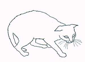[Sick Cat]
