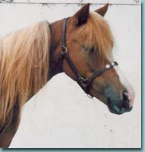 Head shot of Flash