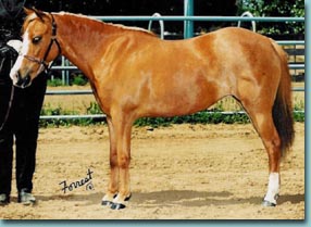 Flash, Class Winner