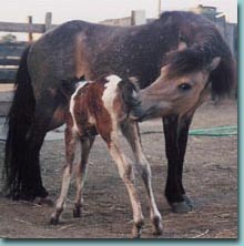 Northwind's Golden Heather and her newborn foal, Fog Ranch's Sand Pebble