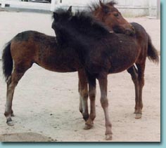Two of our Classic Shetland foals.
