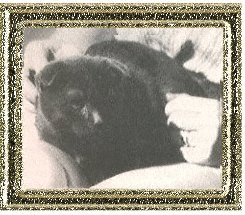 Angus