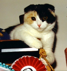 Caileigh