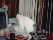 Pye