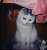 Pye