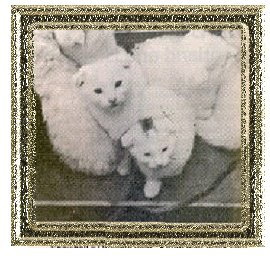 Snowball