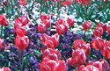 Canberra Online WebRing Home Page