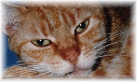 Knuddel