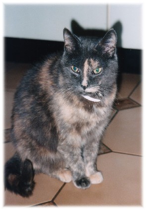 Lady