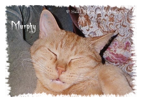 Murphy