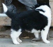 1baby.jpg (12634 bytes)