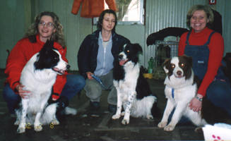CAClj-Collie-Brin-Nash.jpg (77046 bytes)