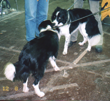 CAClj-Nikita-Brin.jpg (64190 bytes)