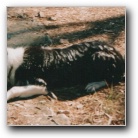 [Click to enlarge image]