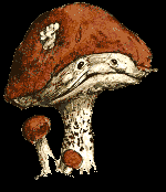 Mushroom by Brian Froud