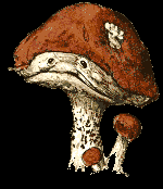 Mushroom by Brian Froud