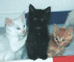 les b&eacute;b&eacute;s de Marvin