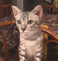 chaton mau &eacute;gyptien