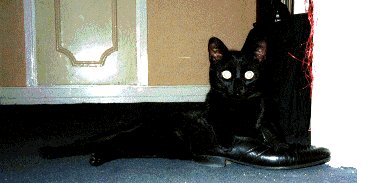 yoda (chat de maison) b&eacute;b&eacute; dans mes chaussures