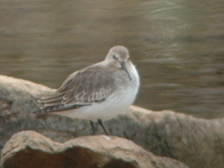 Dunlin