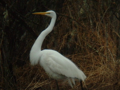 Great Egret