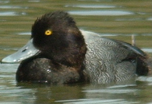 Lesser Scaup