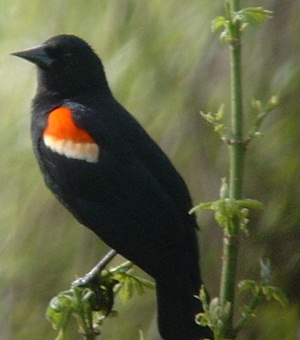 Red-winged Blackbird