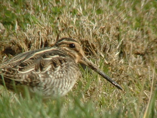 Wilson's Snipe