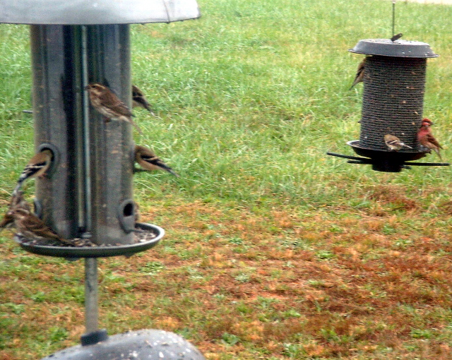 Male Purple Finches on the right and female Purple Finches on the left.&nbsp; American Goldfinches mixed in.