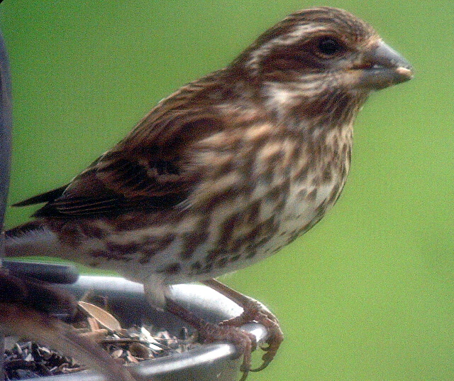 Female Purple Finch