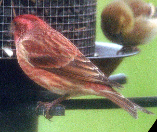 Male Purple Finch