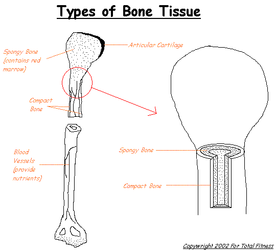 Types of Bone Tissue Pic!