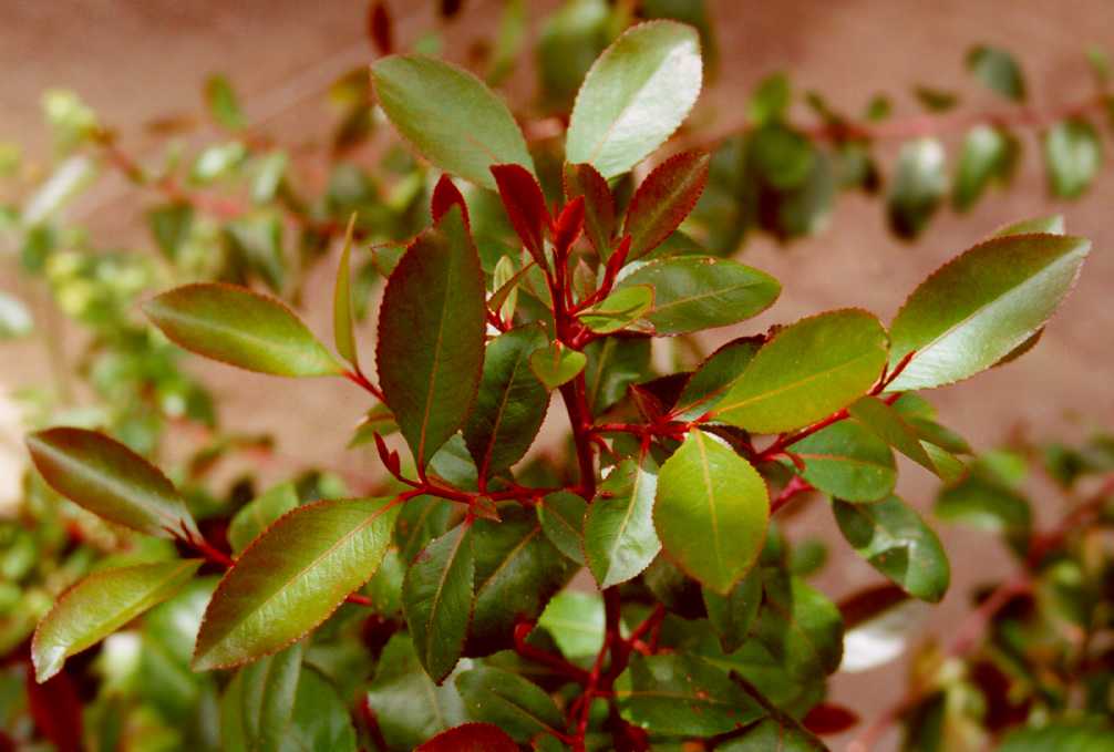 Khat shrub photo