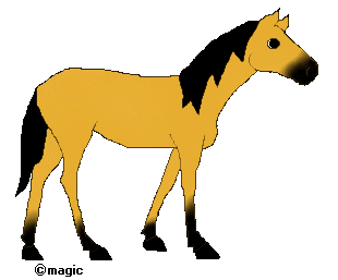 Sun, The Lead Stallion of the herd