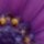 [Dressed in Lavender]