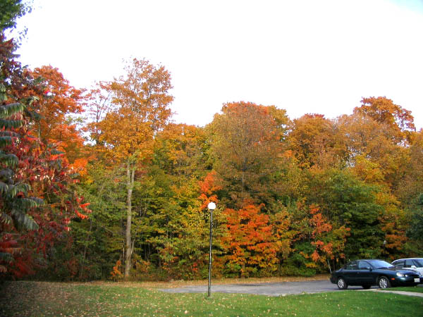 Browns_0410130002