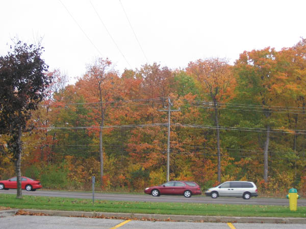 Browns_0410150001