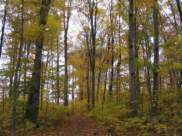 Browns_2004_10_250009