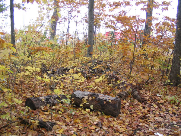 Browns_2004_10_250013