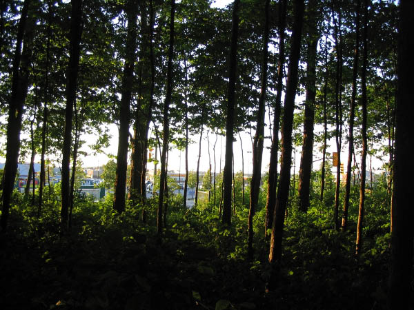 Browns_2005-07_020003