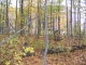 Browns_2004_10_250001