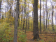 Browns_2004_10_250005