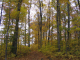 Browns_2004_10_250009