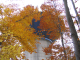Browns_2004_10_250014