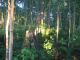 Browns_2005-07_020008
