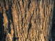 Browns_2005-07_020012