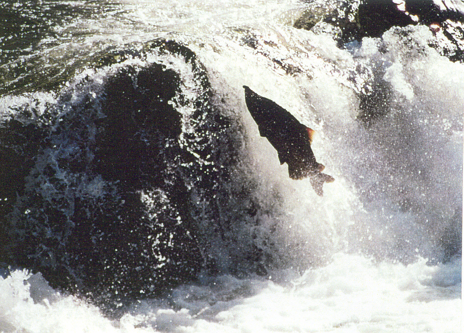 Chinook Salmon leaping over the Illinois River falls. Photo by local artist Sue Lily.
