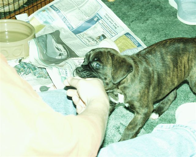 Megan LOVES to chew!